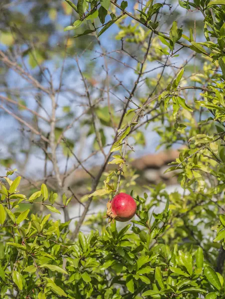 Pomegranate on a tree — Stock Photo, Image