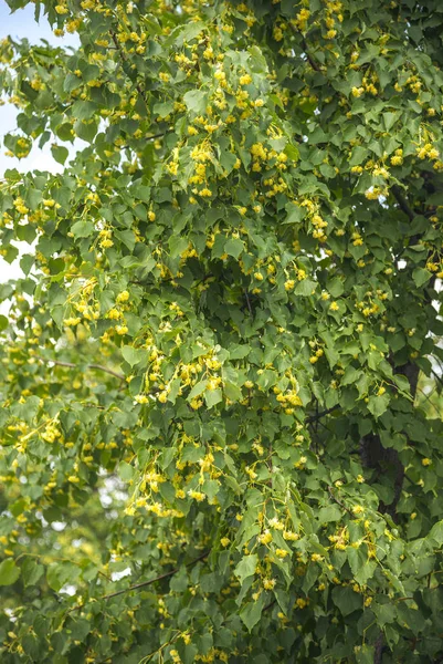Linden tree blommor i sommar — Stockfoto