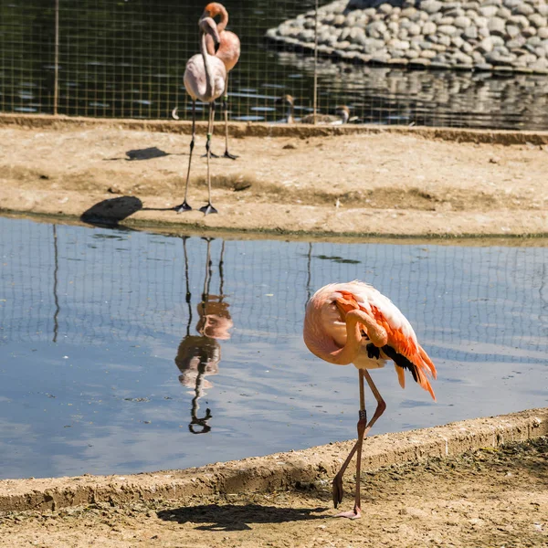 Bird Flamingo Moscow Zoo — Stock Photo, Image