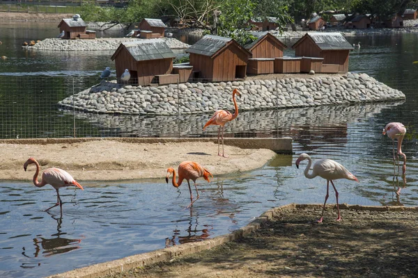Flamingo from the Moscow Zoo — Stock Photo, Image