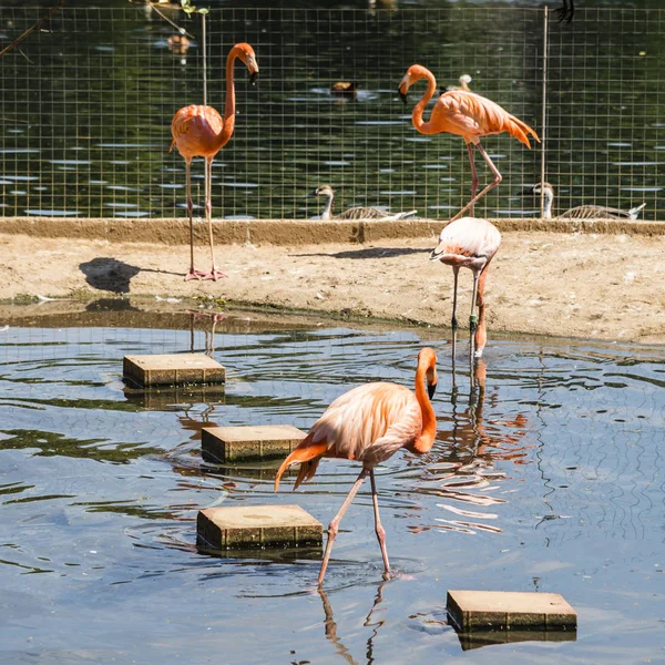 A moszkvai állatkert Flamingo — Stock Fotó