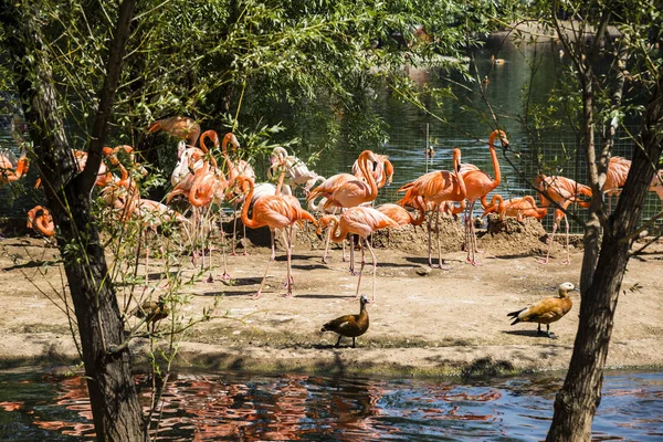 Flamingo im Moskauer Zoo — Stockfoto