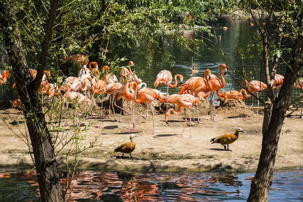 Flamingo Aus Dem Moskauer Zoo — Stockfoto