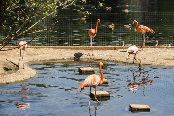 Rosa Flamingo Aus Dem Moskauer Zoo — Stockfoto