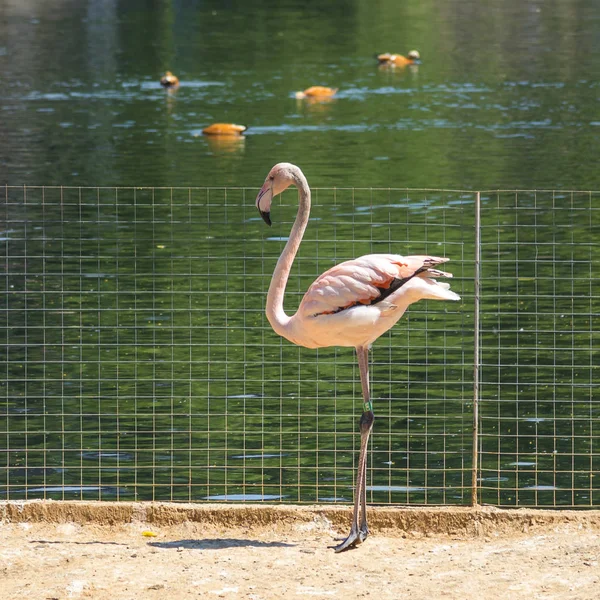 Flamingo im Moskauer Zoo — Stockfoto