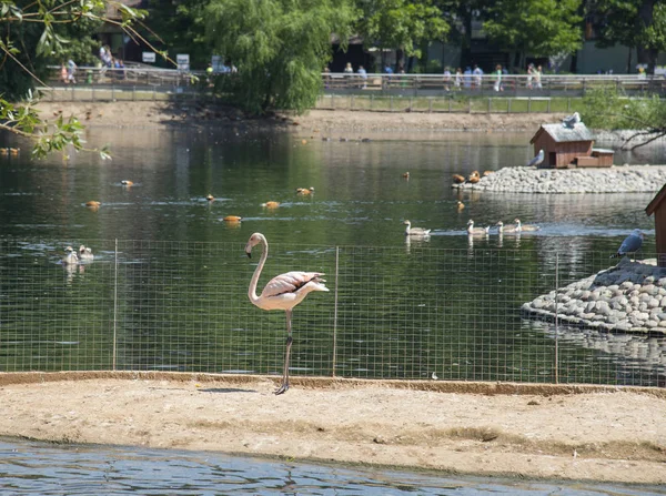 Rosa Flamingo Aus Dem Moskauer Zoo — Stockfoto
