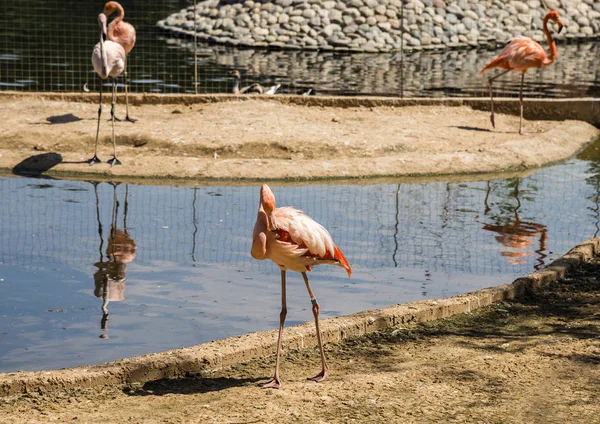 Flamingo in Moscow Zoo — Stock Photo, Image