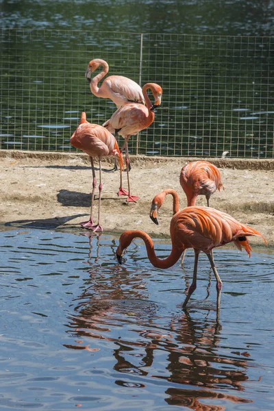 Рожеві Фламінго Від Московський Зоопарк — стокове фото