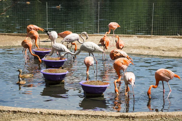 Fütterung von rosa Flamingos — Stockfoto