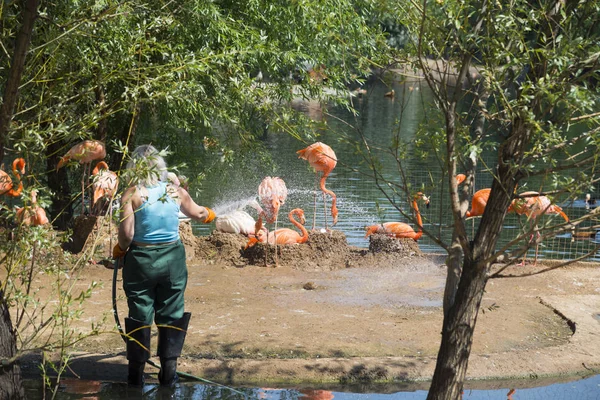 Flamingo aus dem Moskauer Zoo — Stockfoto