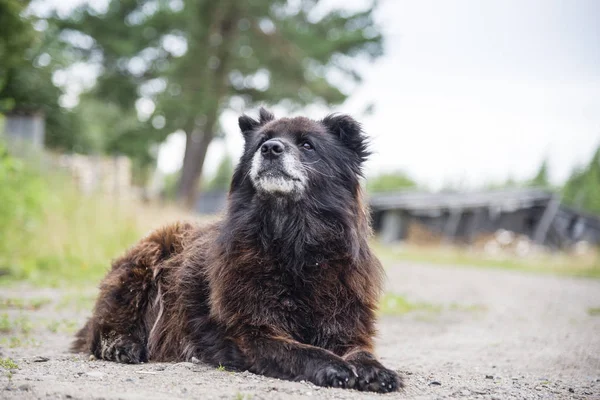 Kafkas Çoban Köpeği Açık — Stok fotoğraf