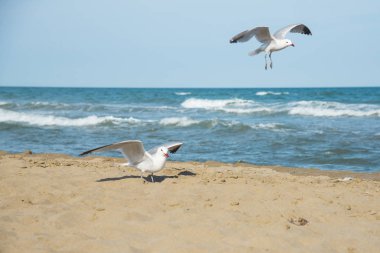 Martılar Akdeniz deniz kıyısı