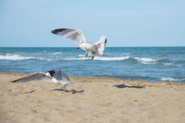 Martılar Akdeniz deniz kıyısı