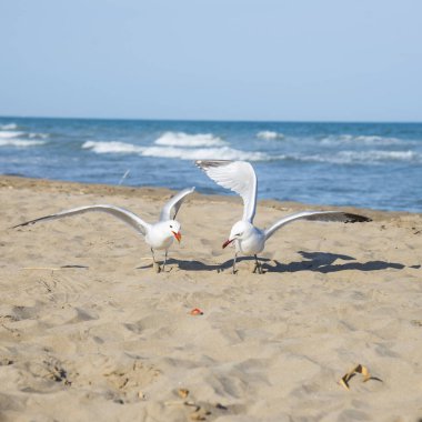 Martılar Akdeniz deniz kıyısı 