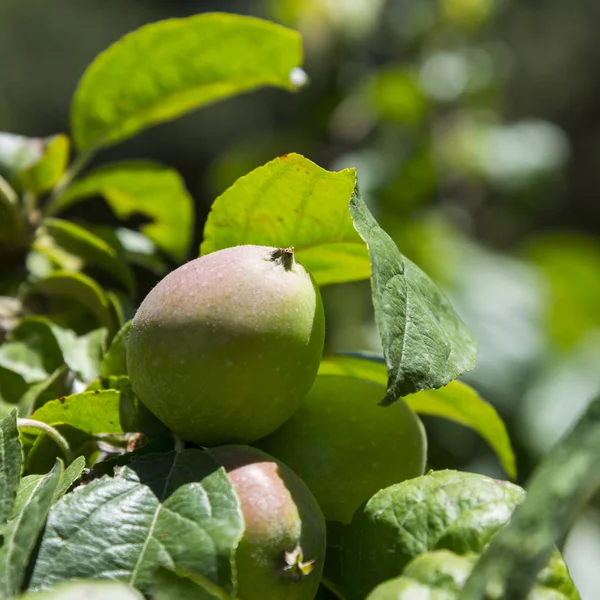 Apples Branch — Stock Photo, Image