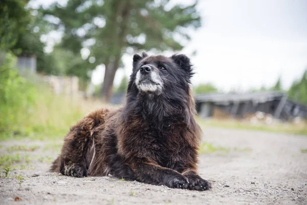 白种人牧羊犬户外在夏天 — 图库照片