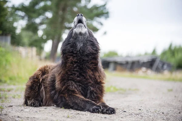 Kaukasische Owcharka Buiten Zomer — Stockfoto