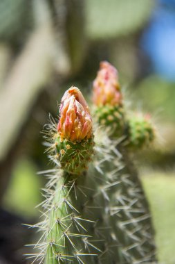Şehir parkında parlak kaktüs çiçeği