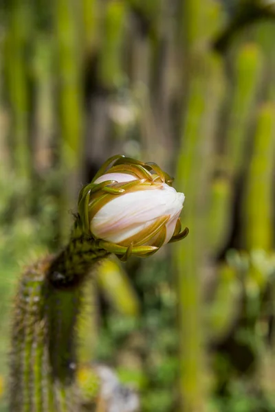 Cactus Fiore Bianco Fioritura — Foto Stock