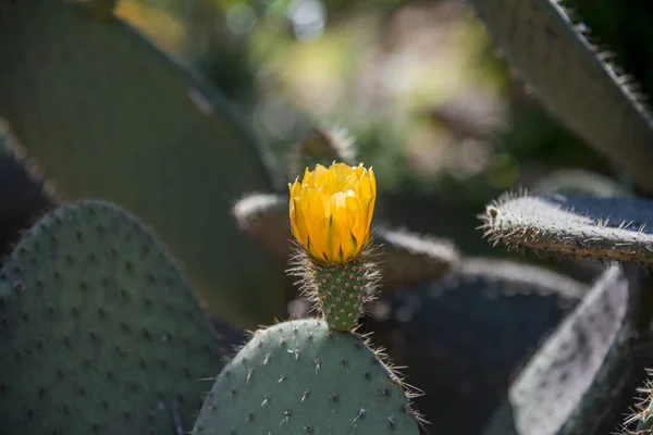 Cactus Floreciente Día Verano — Foto de Stock