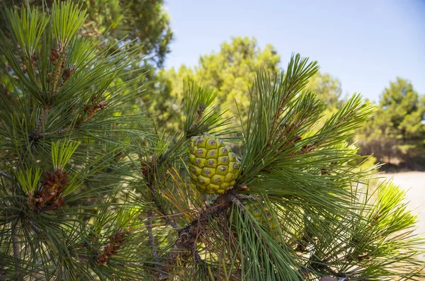 Cedar pine cones — Stock Photo, Image