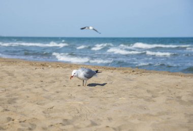 Martılar üzerinde sahil, deniz Sant Carles de la Rapita