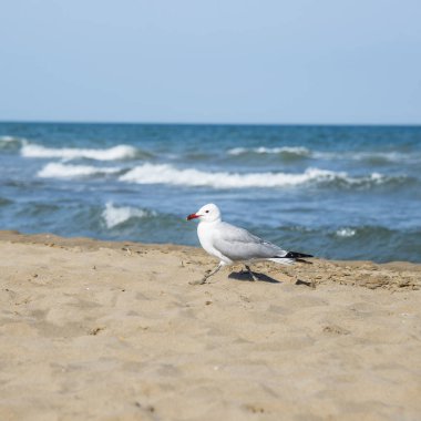 Martı üzerinde sahil, deniz Sant Carles de la Rapita