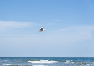 Martı Akdeniz deniz, İspanya
