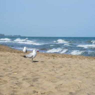 Martılar Akdeniz deniz kıyısı