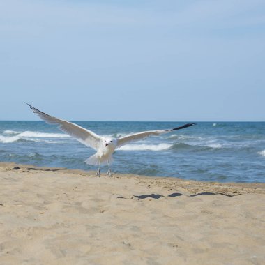 Martı üzerinde sahil, deniz Sant Carles de la Rapita