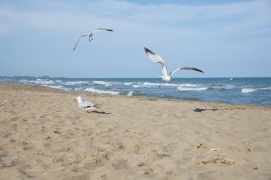 Martılar üzerinde sahil, deniz El Trabucador
