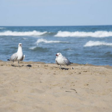 Martılar Akdeniz deniz kıyısı