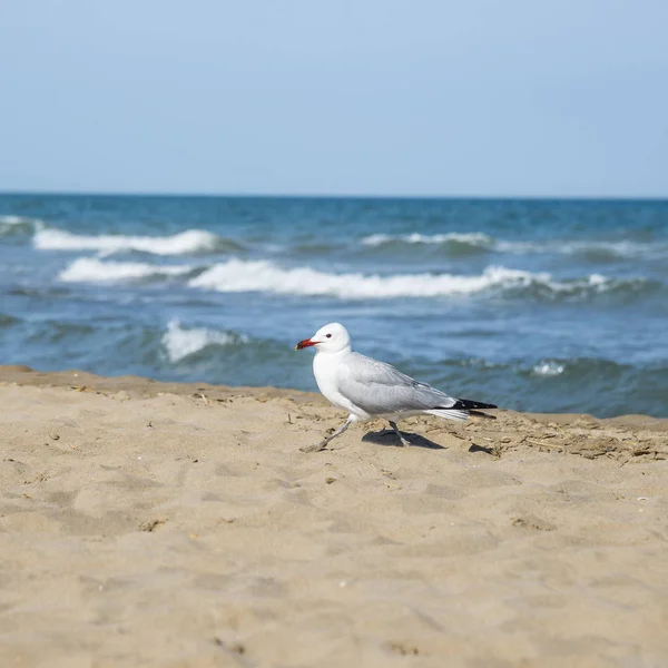 Möwe Der Küste Des Mittelmeeres Sant Carles Rapita — Stockfoto