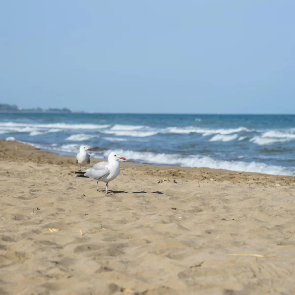 Möwen Der Küste Des Mittelmeeres — Stockfoto