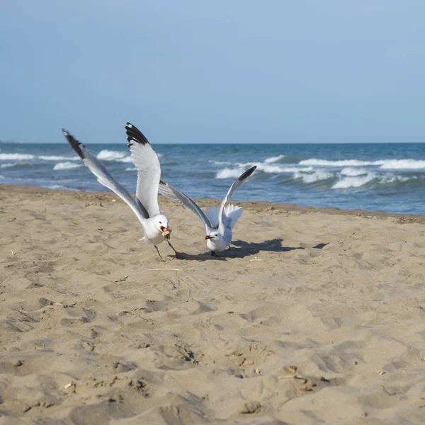 Seagulls Coast Mediterranean Sea Trabucador — Stock Photo, Image