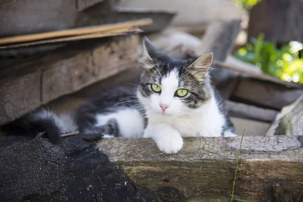 Letních Dnech Venku Roztomilá Kočka — Stock fotografie
