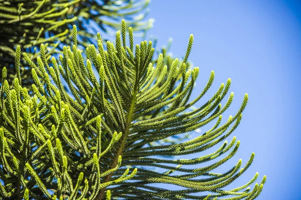 Araucaria heterophylla strom — Stock fotografie