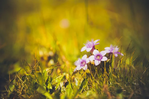 Fleur Alpine Gentianella Campestris — Photo