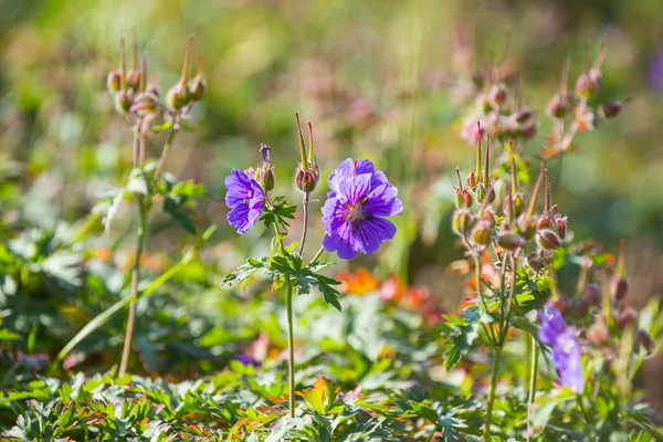 Flores Gerânio Selvagem — Fotografia de Stock