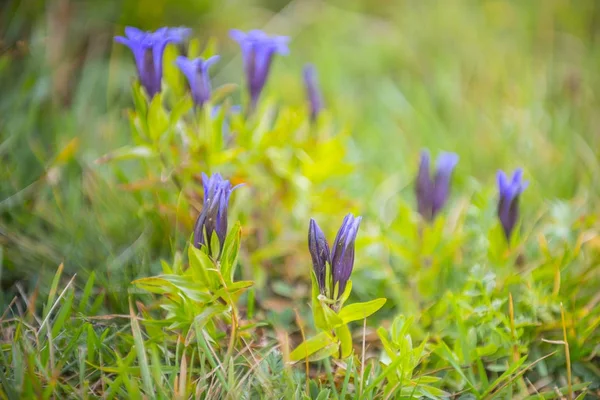 Alp Çiçek Gentiana Dahurica Mavi Çiçekler — Stok fotoğraf