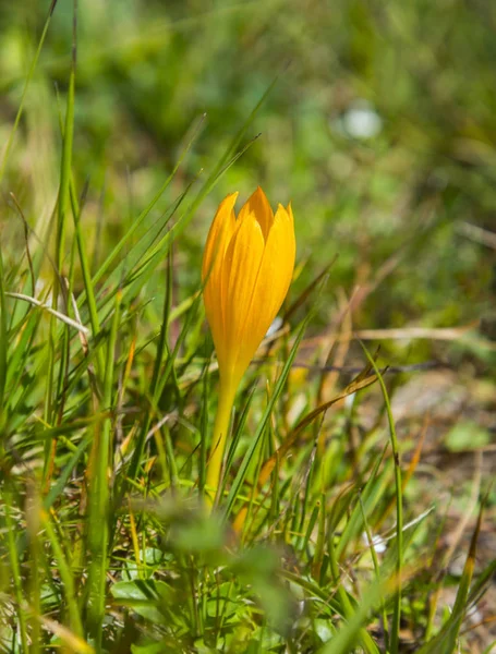 Gelbe Krokusse Den Bergen — Stockfoto