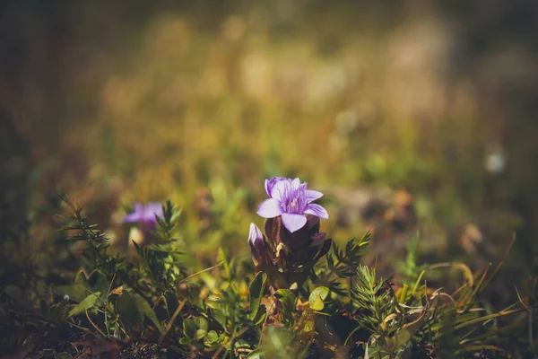 Flor Alpina Gentianella Campestris — Fotografia de Stock