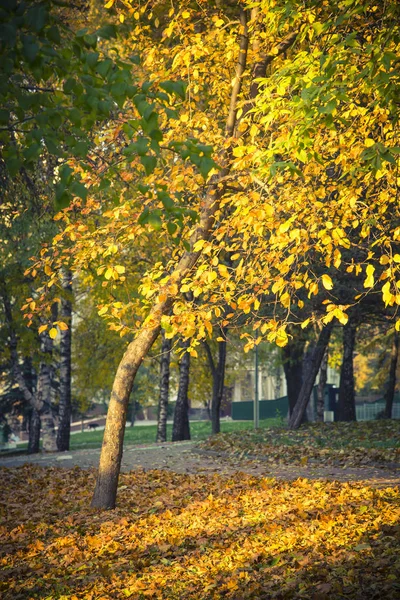 公園内の秋の風景 — ストック写真