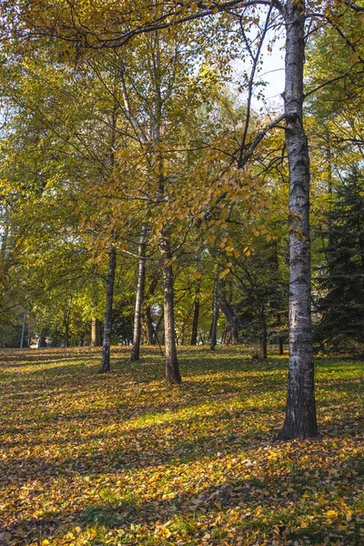 公園内の秋の風景 — ストック写真