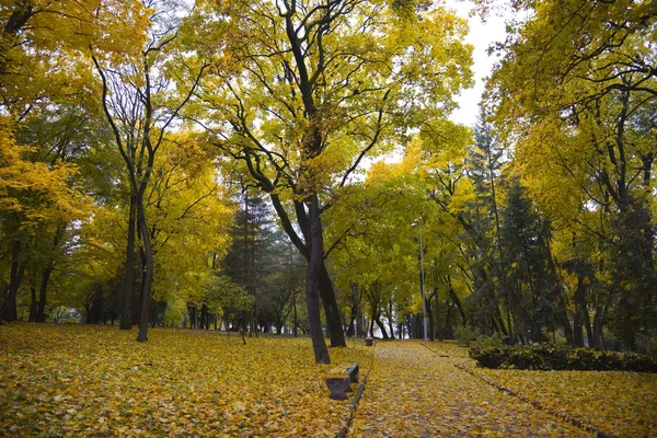 城市公园中的秋景 在树上和地上的明亮的黄色叶子 — 图库照片