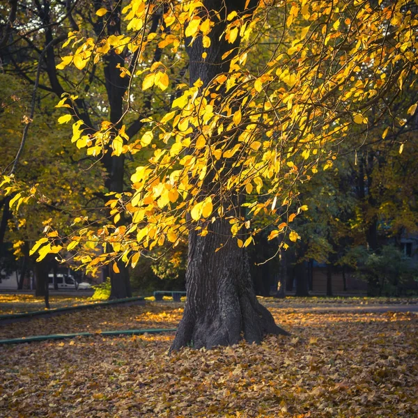Jesienny Krajobraz Parku Miejskim Jaskrawo Żółta Liści Drzewach Ziemi — Zdjęcie stockowe
