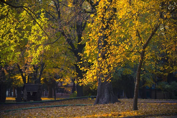 城市公园中的秋景 在树上和地上的明亮的黄色叶子 — 图库照片