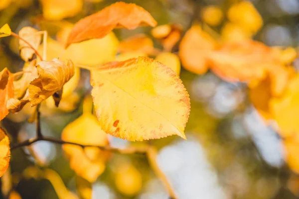 Осіннє Жовте Листя Ліс — стокове фото