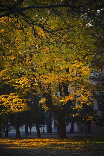 Paesaggio Autunnale Nel Parco Cittadino — Foto Stock