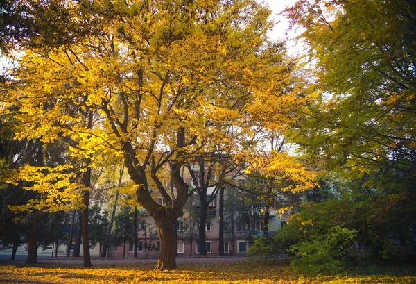 Autumn Landscape City Park Brightly Yellow Leaves Trees Ground — Stock Photo, Image